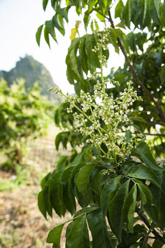 黄皮果树花