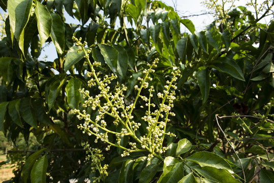 黄皮果花