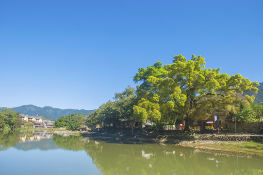 云水谣榕树溪流风景