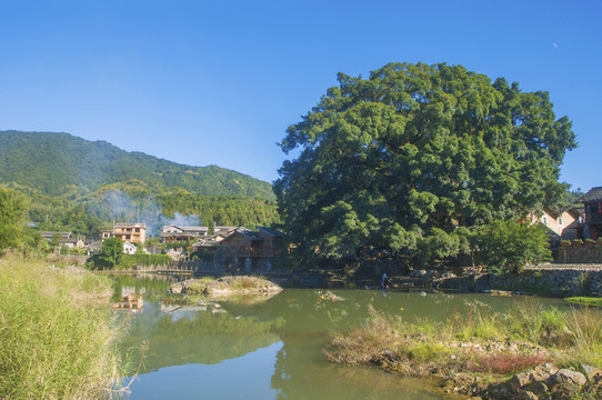 大榕树和小溪风光