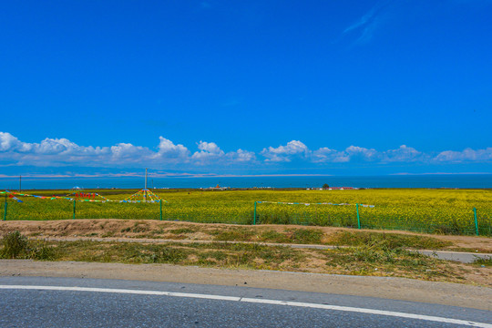 青海湖油菜花