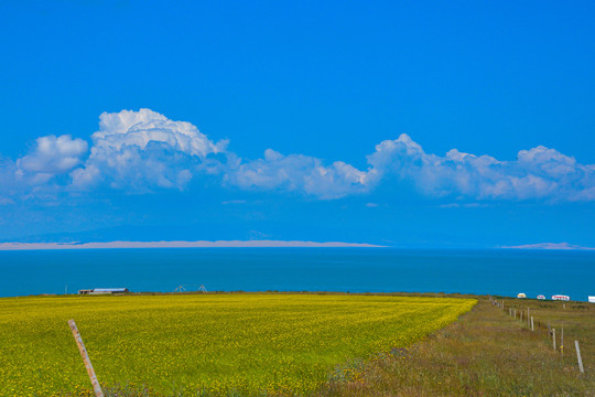 青海湖油菜花