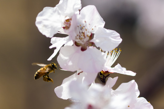 蜜蜂采蜜