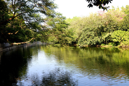 深圳东湖公园湖水美景