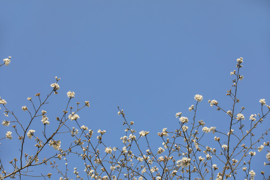 仰拍白花蓝天