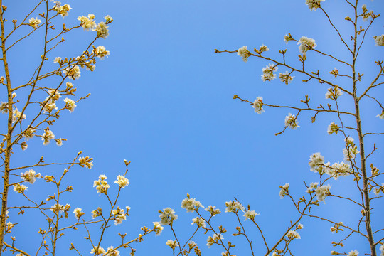 仰拍白花蓝天