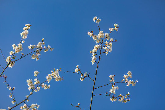 仰拍樱花蓝天