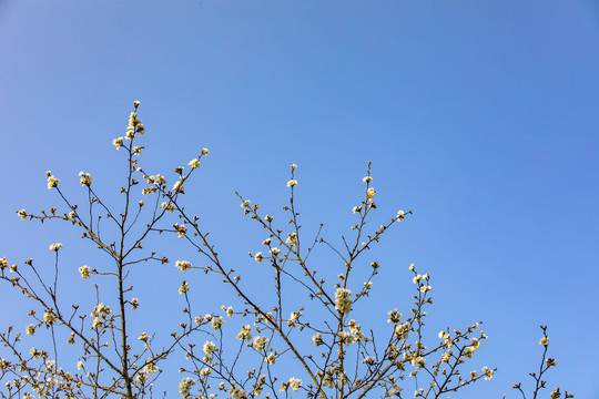 仰拍樱花蓝天