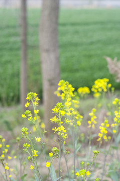 油菜花