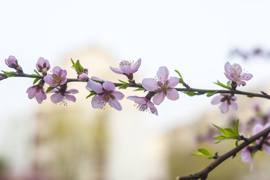 桃花春暖花开