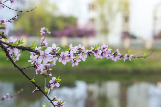 花簇桃花