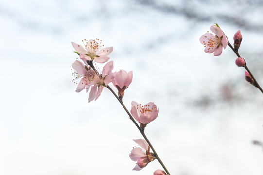 桃花