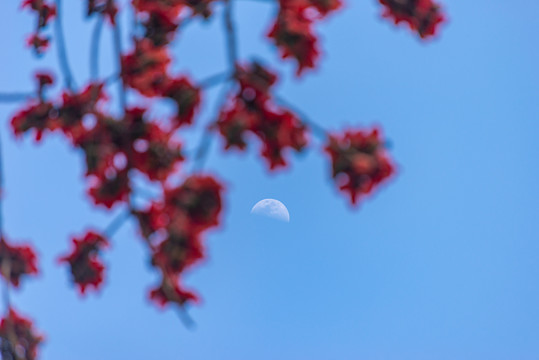 广州中山纪念堂木棉花与月亮