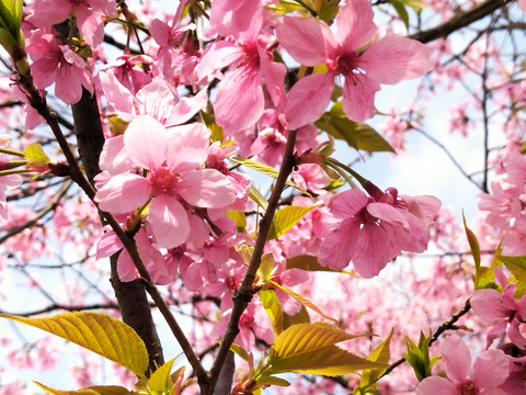 桃花