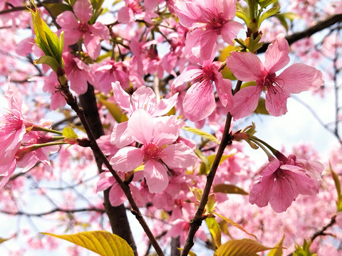 樱花