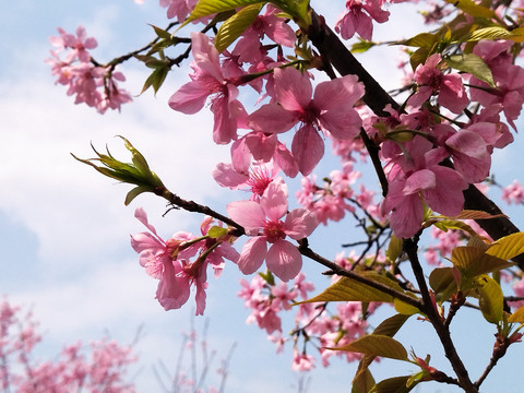 樱花