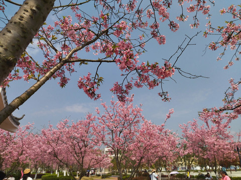 樱花