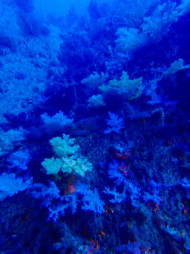 帕劳海底世界