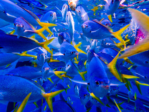 海洋热带鱼鱼群