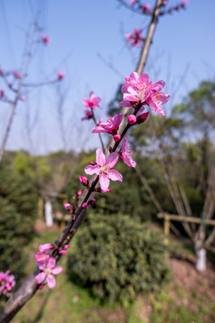 粉色桃花