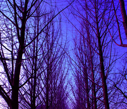 蓝色树林