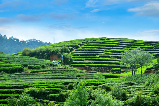 茶山风光