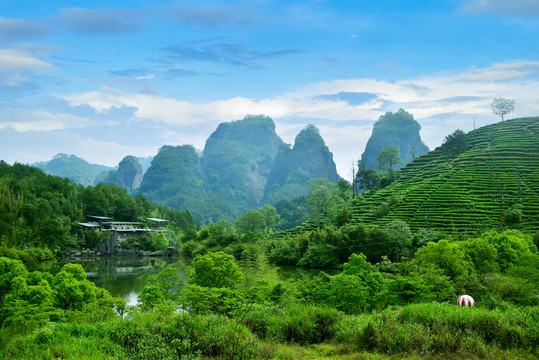 茶园风景