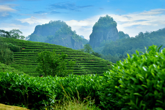 山里的茶树