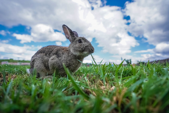 草原上的兔子