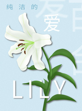 手繪百合