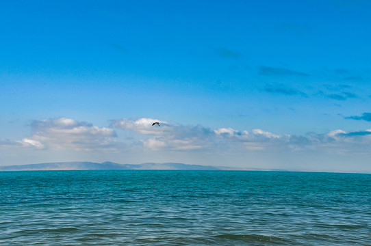 青海湖美景