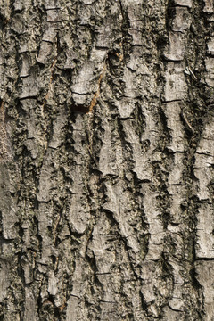 树木树皮纹理素材
