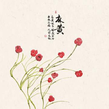 麻黃中草藥水彩畫