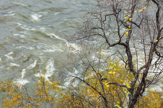 秋季枯树河流