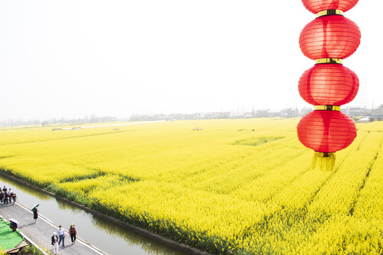 油菜花