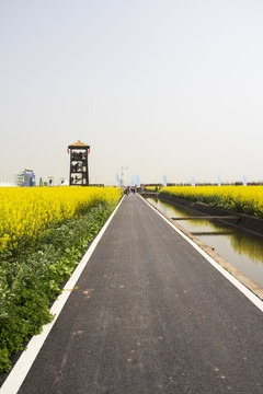 油菜花道路