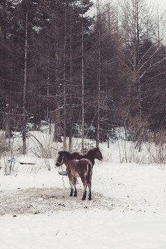 东北吉林雪乡