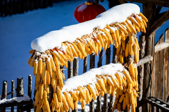 中国吉林雪乡玉米