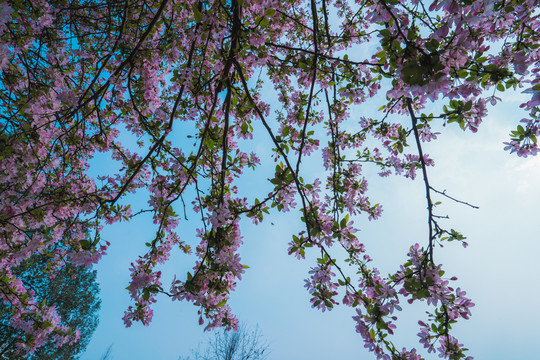 海棠花