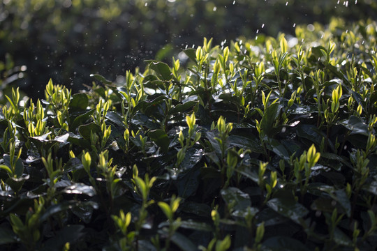 杭州西湖龙井茶春雨春茶嫩芽