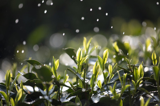 杭州西湖龙井茶春雨春茶嫩芽