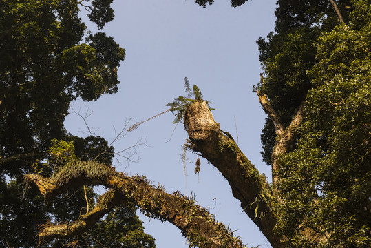 桢楠树森林