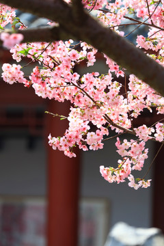 唯美樱花