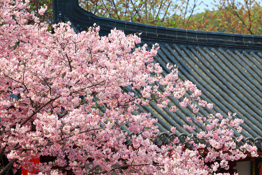 樱花特写