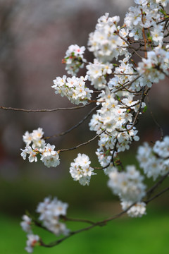 樱花盛开