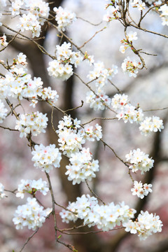 樱花盛开