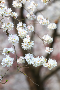 樱花盛开