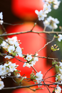 樱花盛开