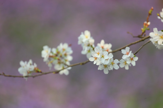 樱花园