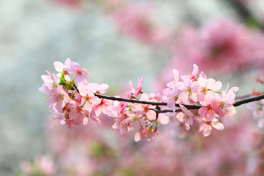 樱花盛开